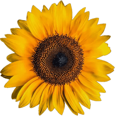 sunflower.png